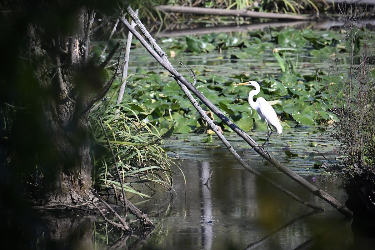 Great Egret - ML641939290