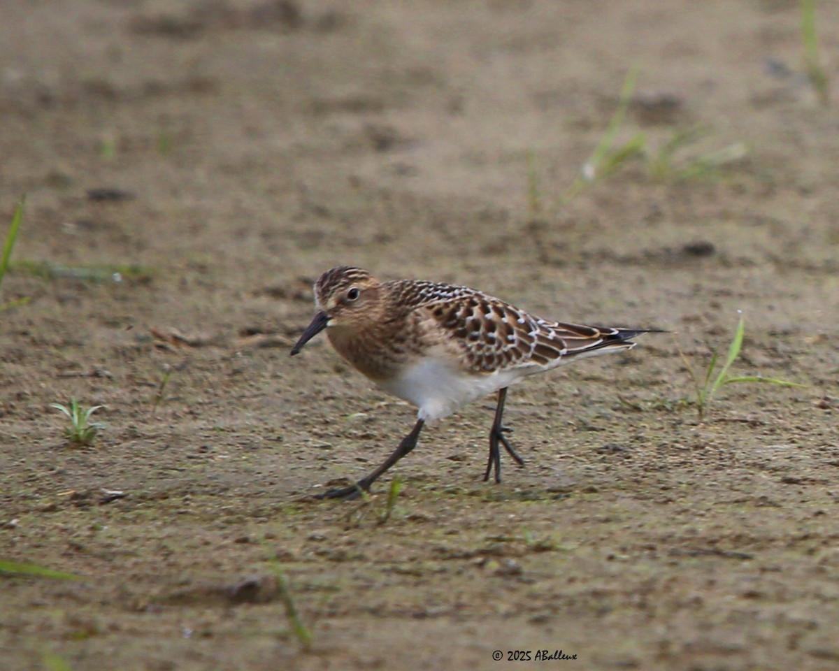 Baird's Sandpiper - ML641939294