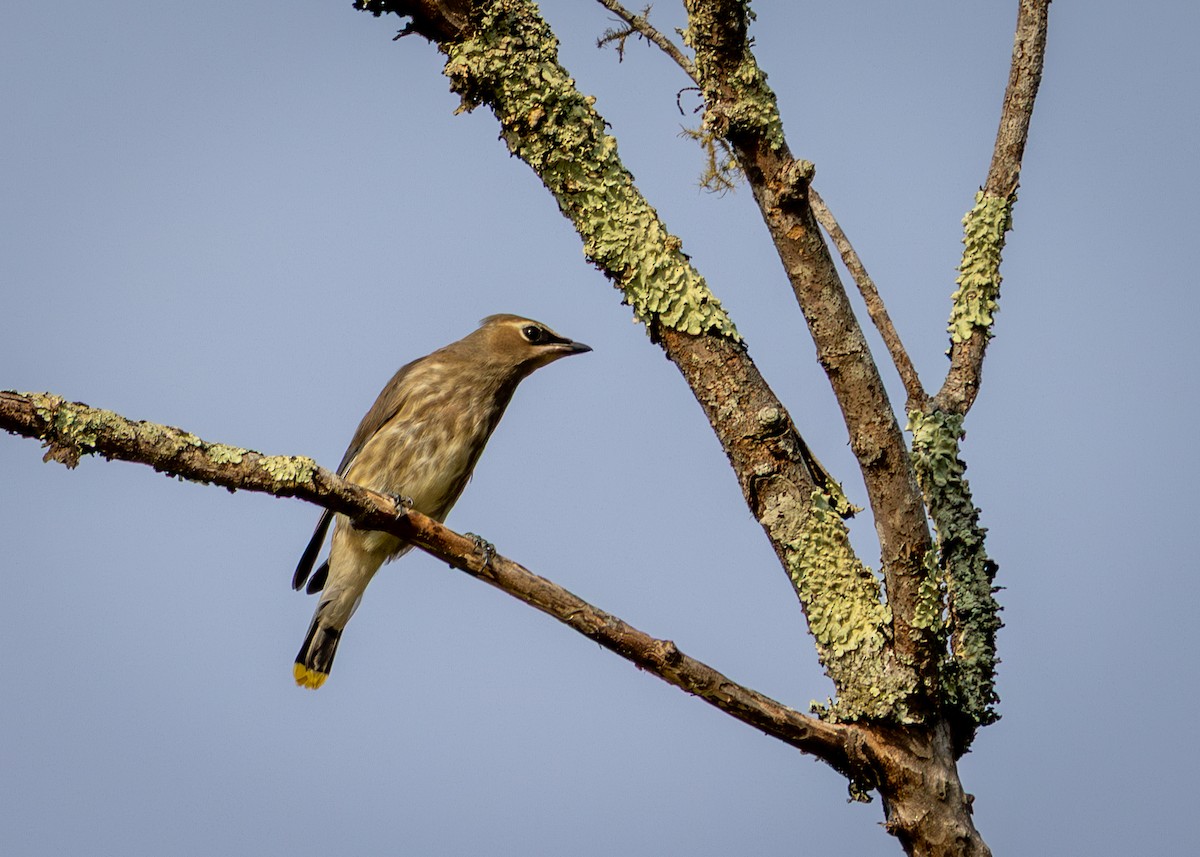 Cedar Waxwing - ML641939297