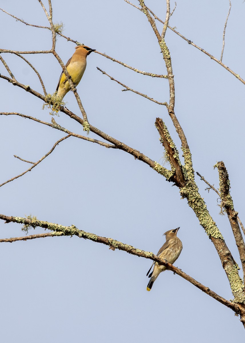 Cedar Waxwing - ML641939298