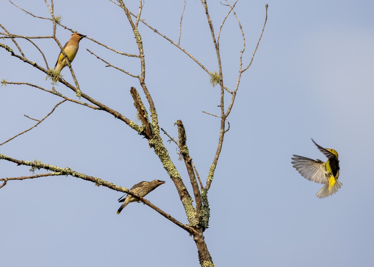 Cedar Waxwing - ML641939299
