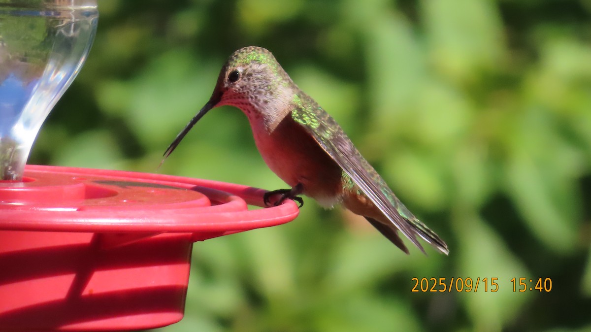 Broad-tailed Hummingbird - ML641939300