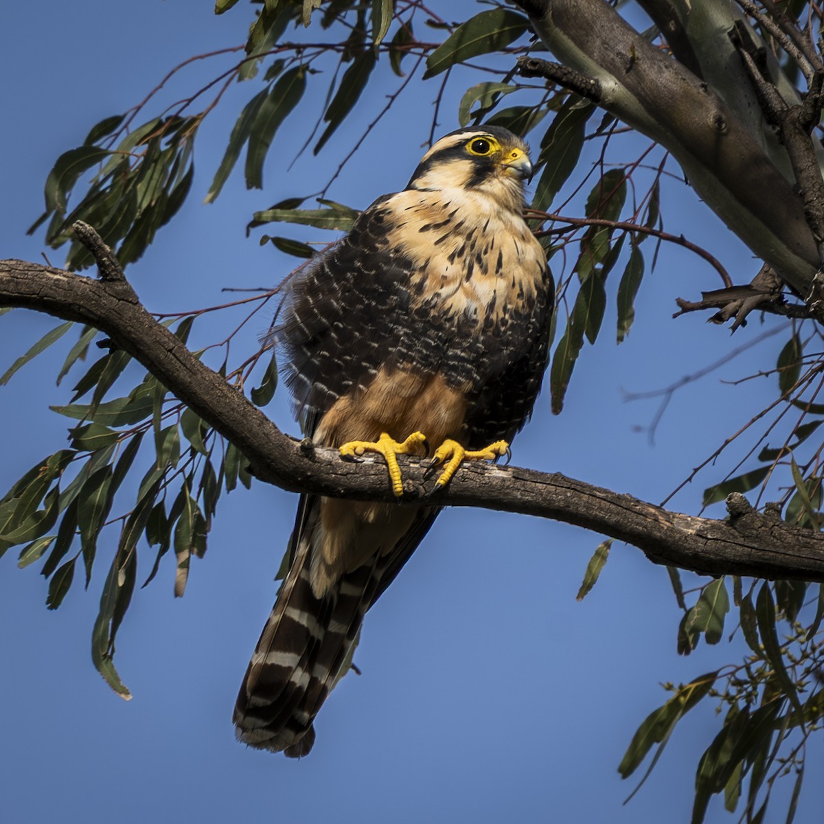 Aplomado Falcon - ML641939302