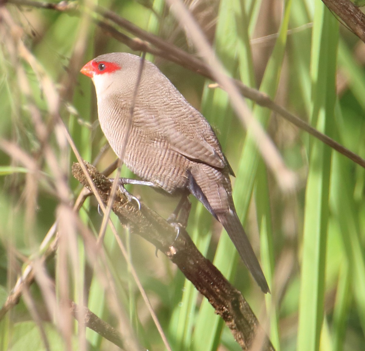 Common Waxbill - ML641939304