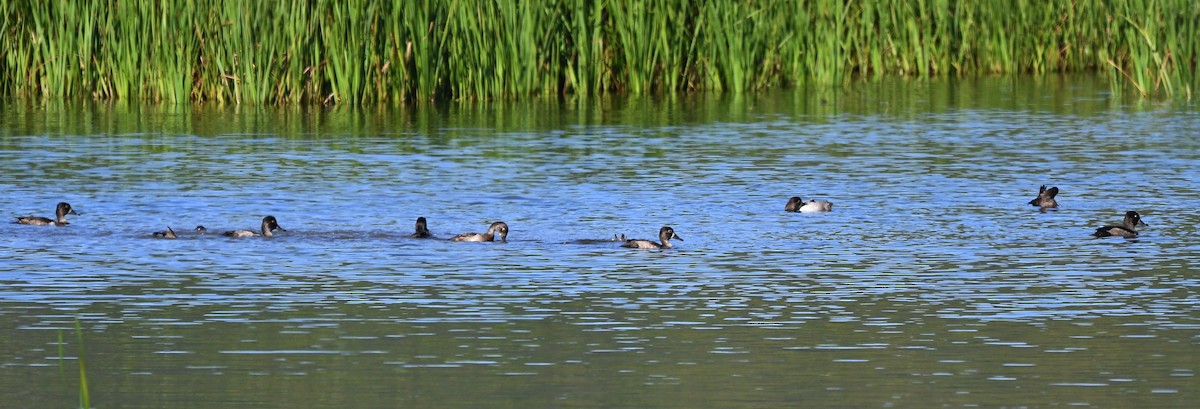 Ring-necked Duck - ML641939309