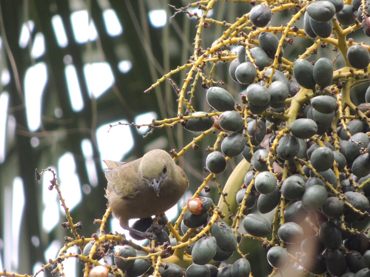 Palm Tanager - ML641939314