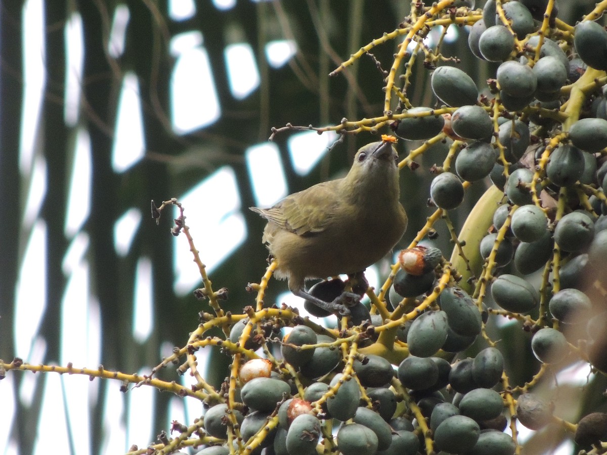 Palm Tanager - ML641939315