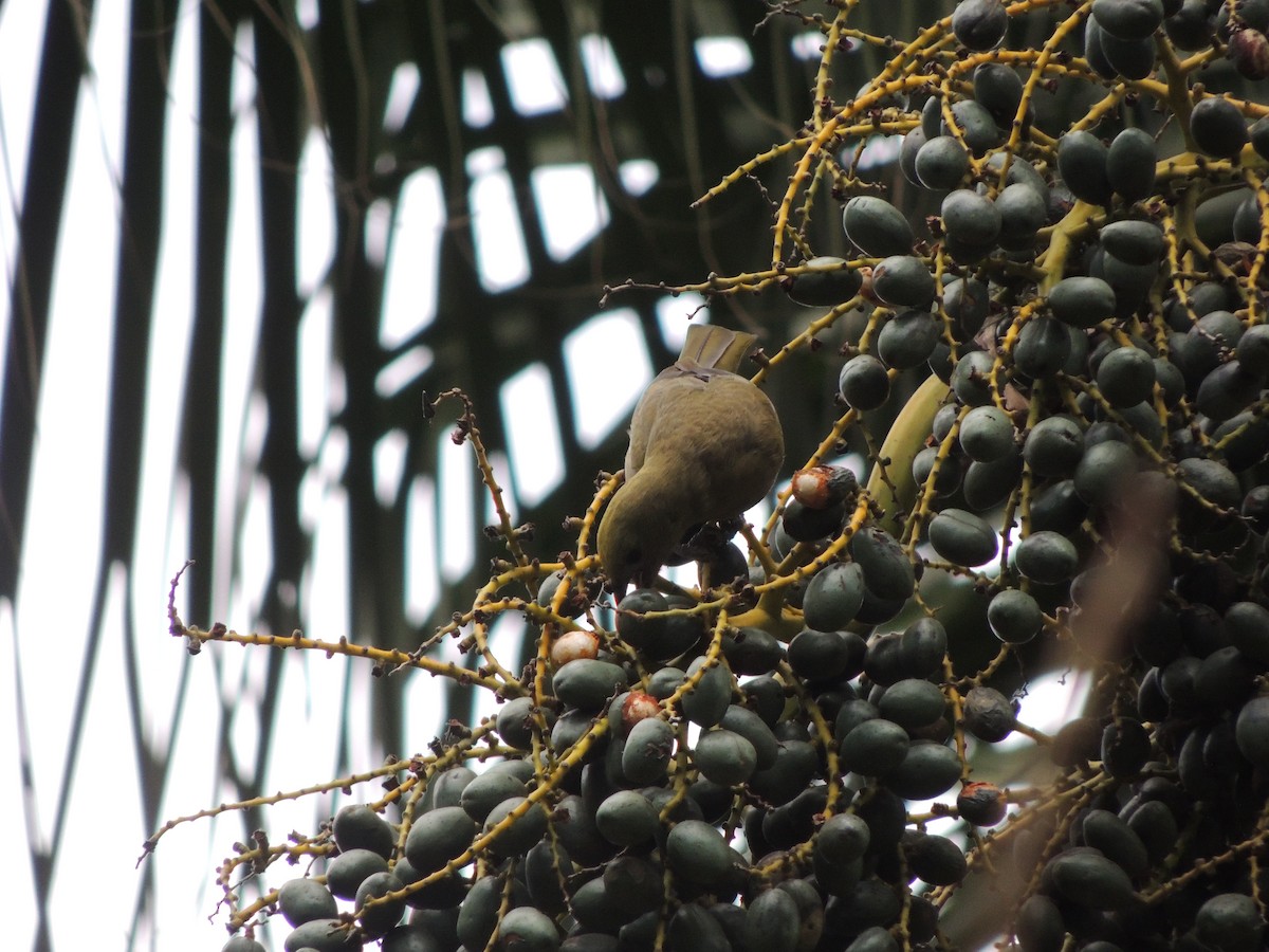Palm Tanager - ML641939316
