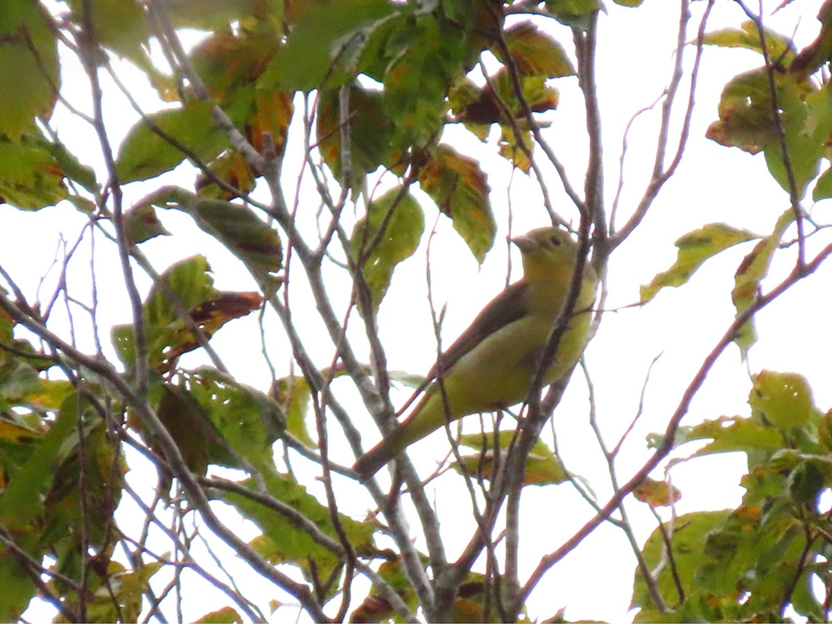 Scarlet Tanager - ML641939327