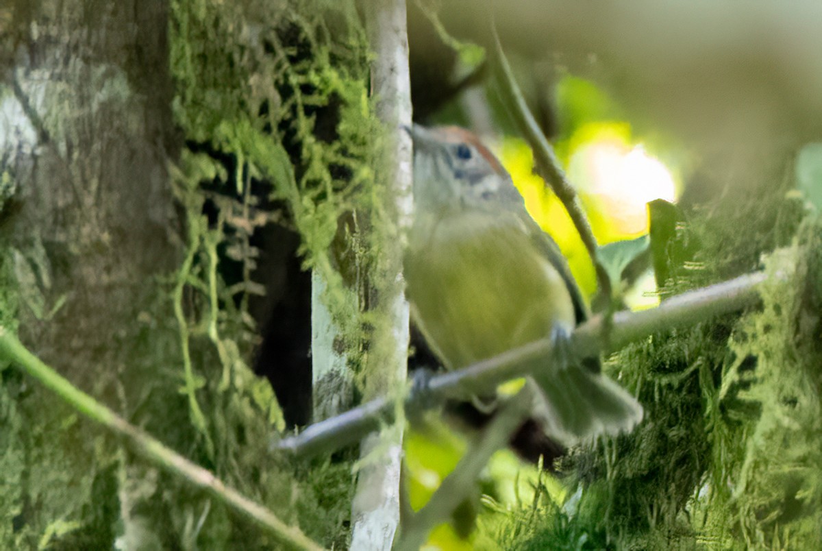 Rufous-crowned Greenlet - ML641939331