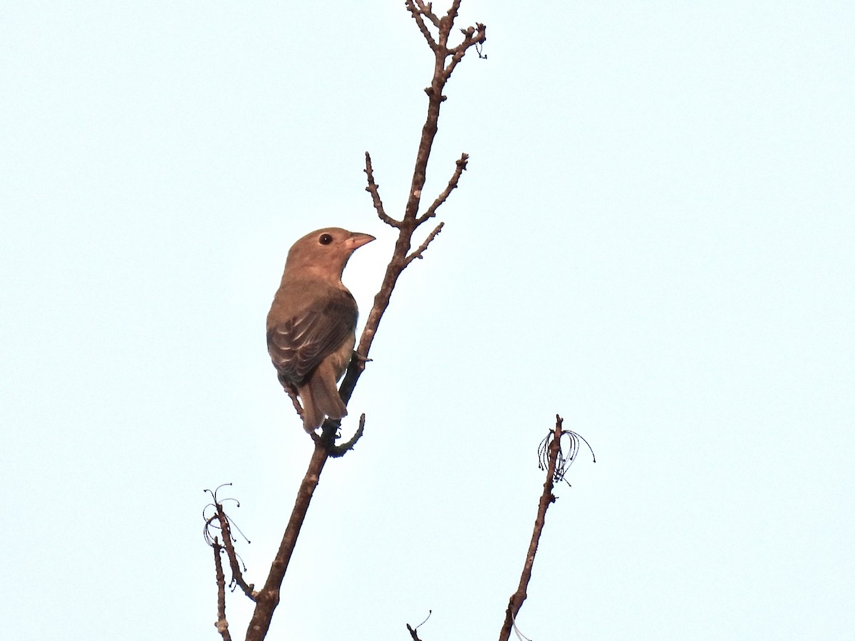 Scarlet Tanager - ML641939336
