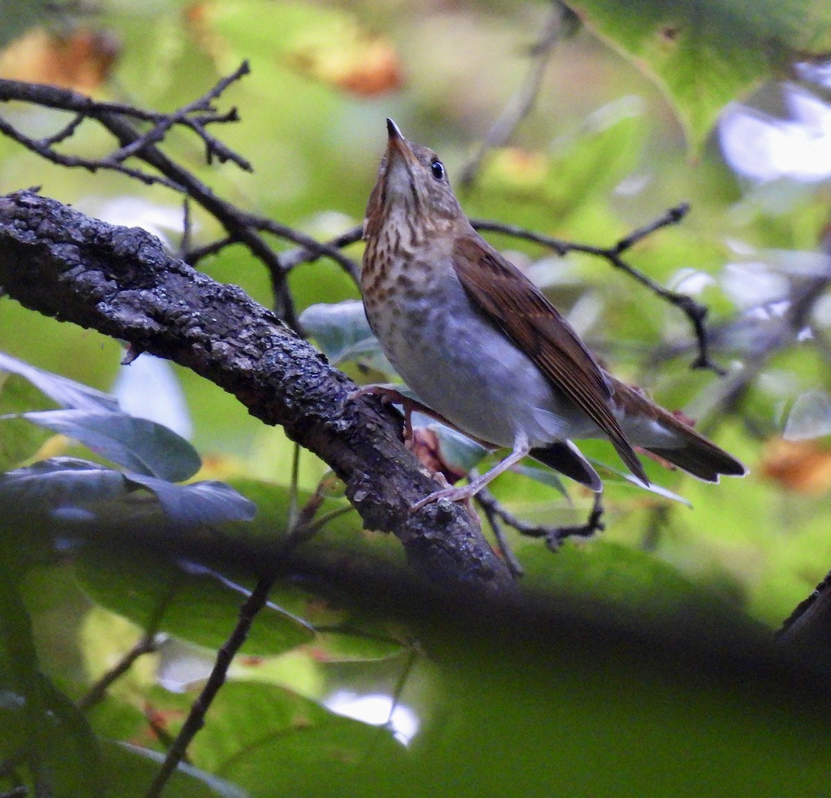 Veery - ML641939356