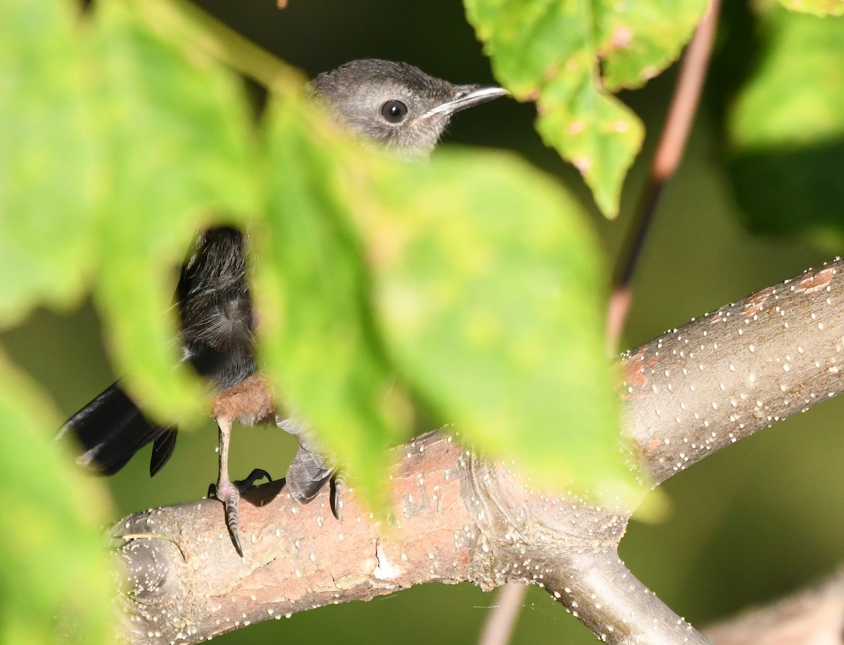 Gray Catbird - ML641939363