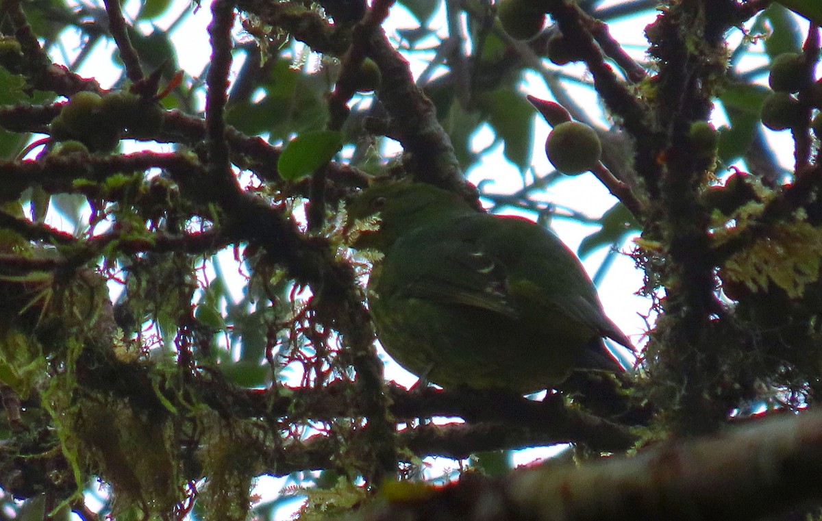 kotinga zelenočerná - ML641939375