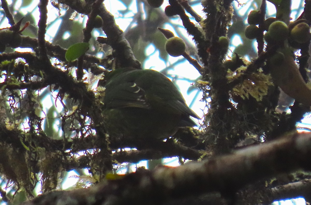 kotinga zelenočerná - ML641939380