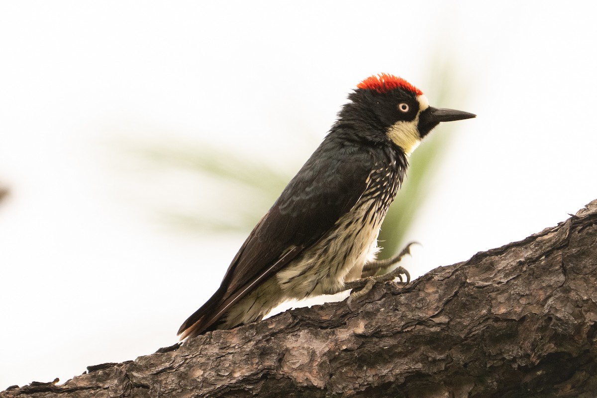 Acorn Woodpecker - ML641939394