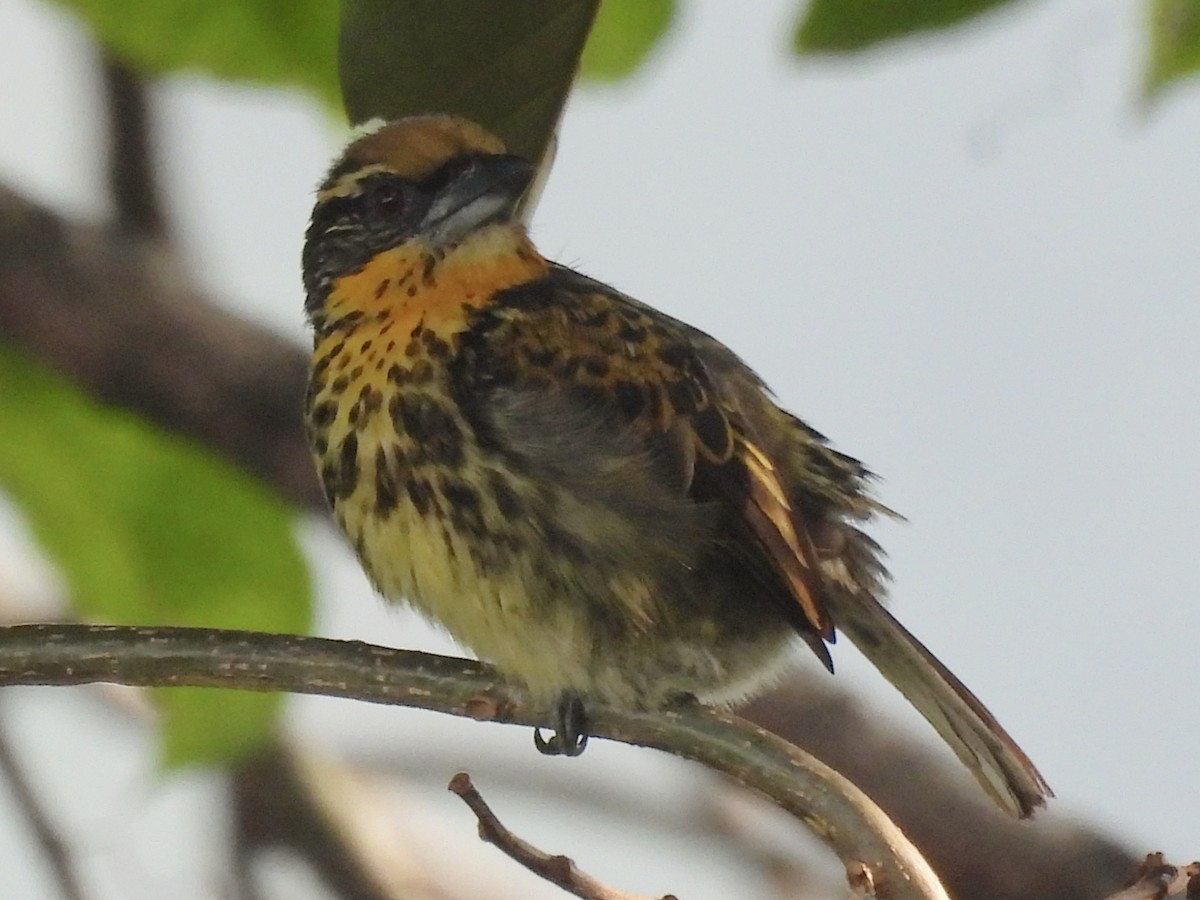 Gilded Barbet - ML641939403