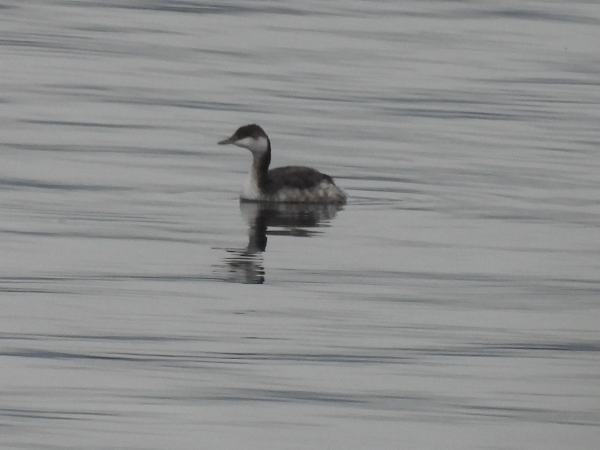 Horned Grebe - ML641939404