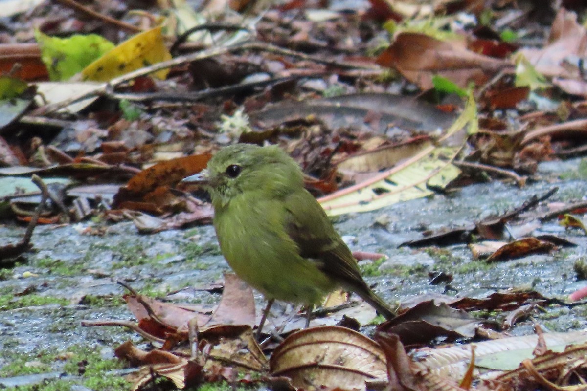 Flavescent Flycatcher - ML641939405
