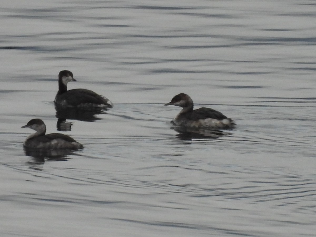 Horned Grebe - ML641939410