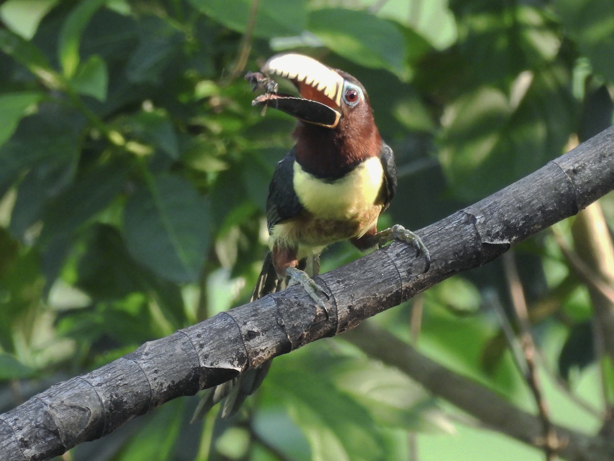 Lettered Aracari - ML641939412