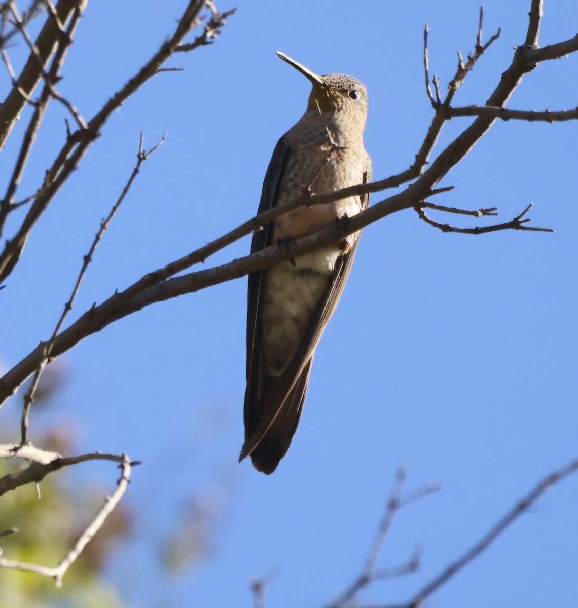 kjempekolibri - ML641939414