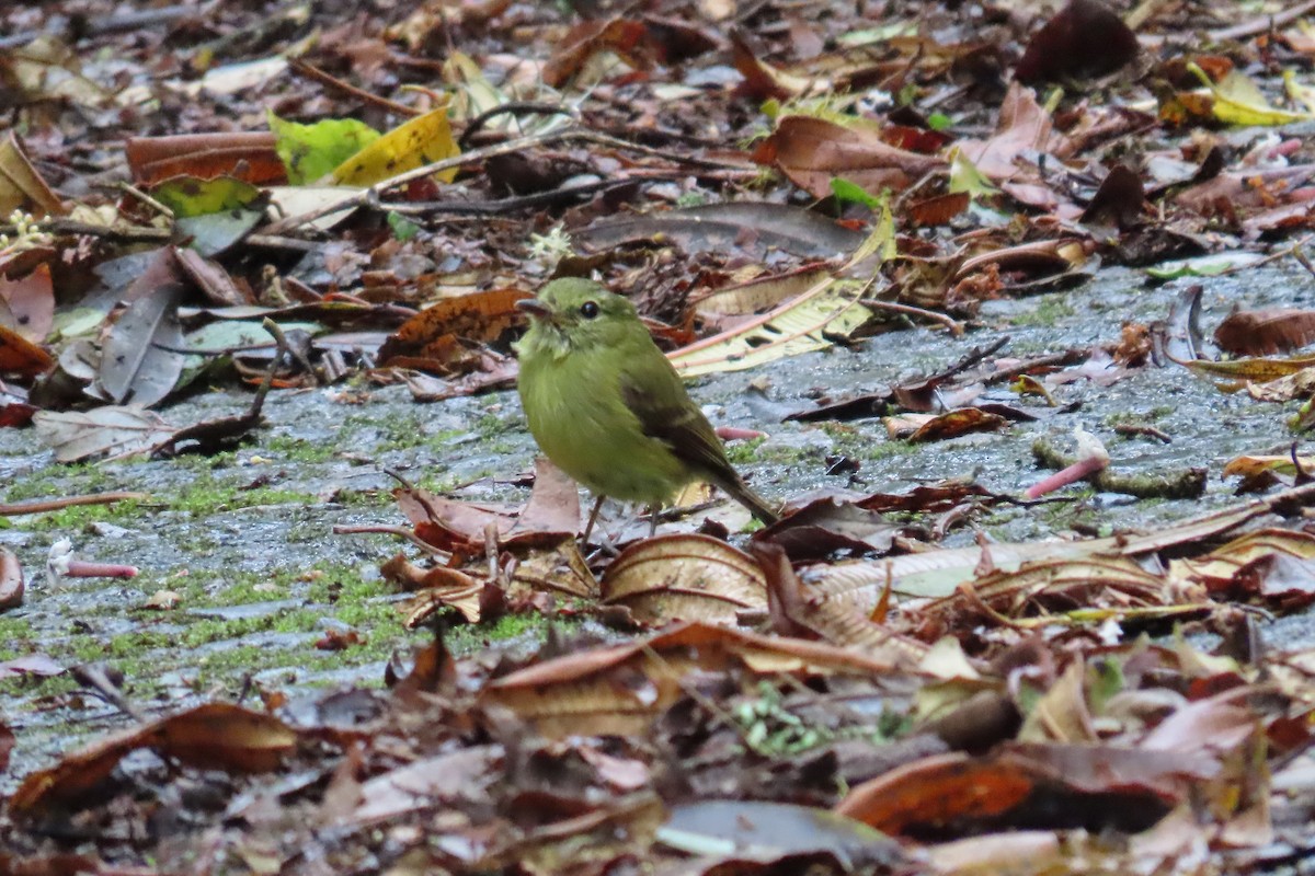 Flavescent Flycatcher - ML641939420