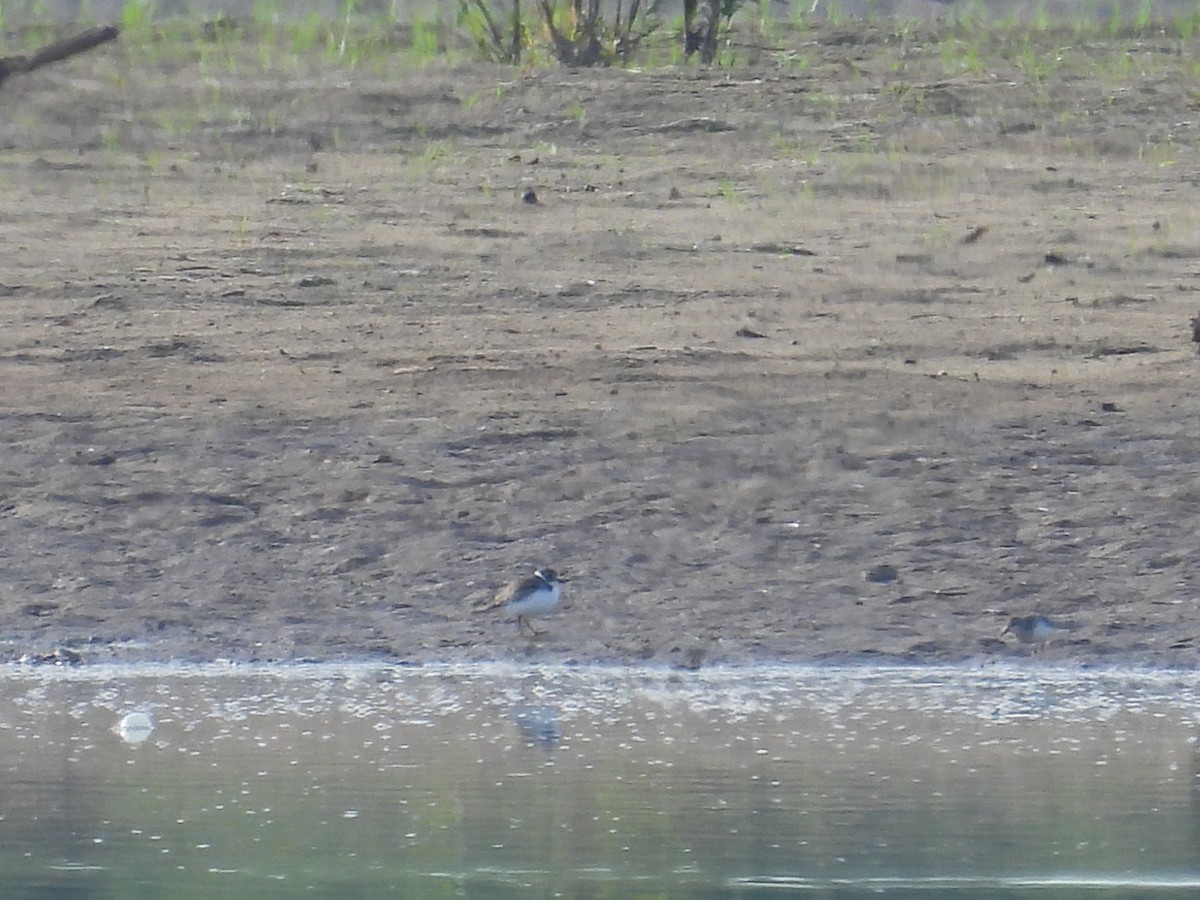 Semipalmated Plover - ML641939434