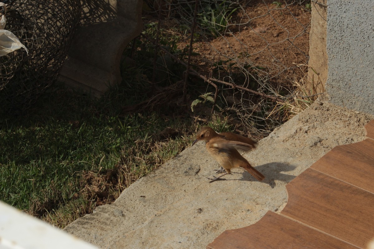 Rufous Hornero - ML641939467