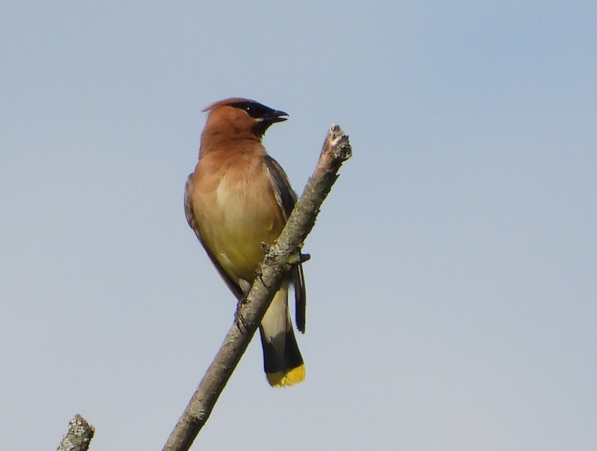 Cedar Waxwing - ML641939470