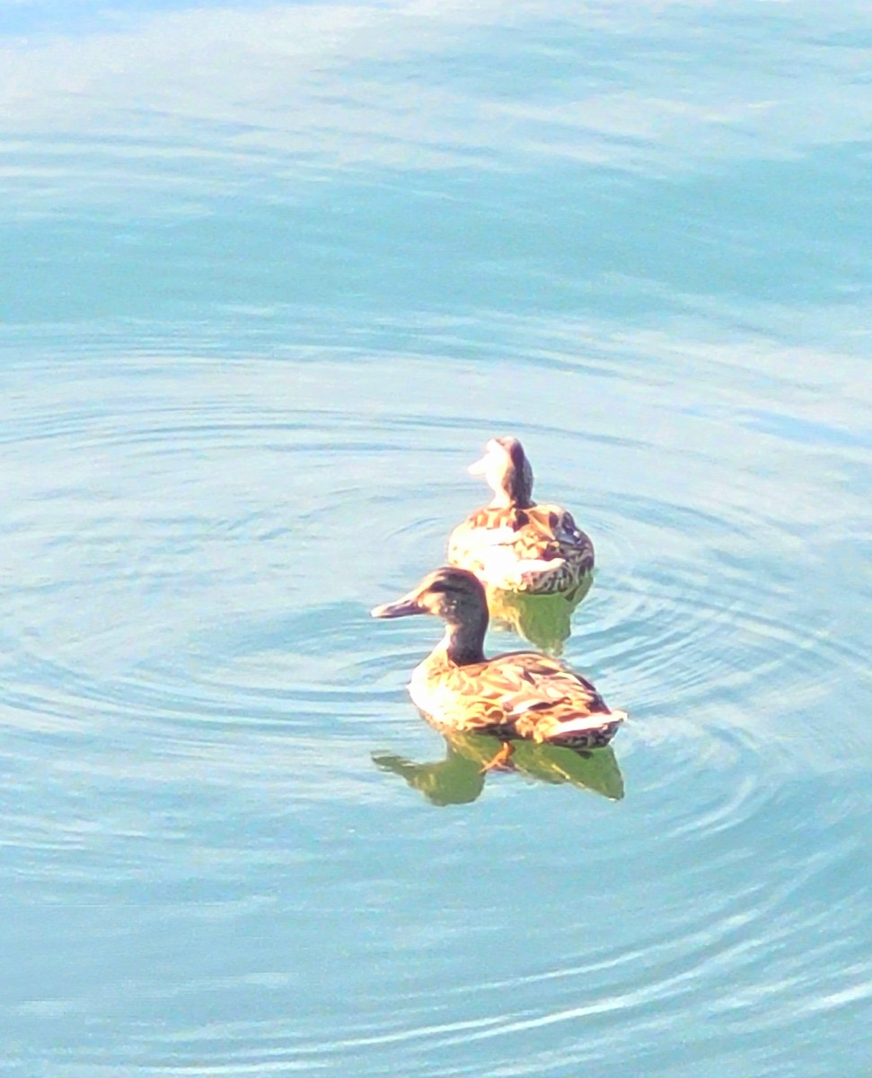 Mallard x American Black Duck (hybrid) - ML641939472