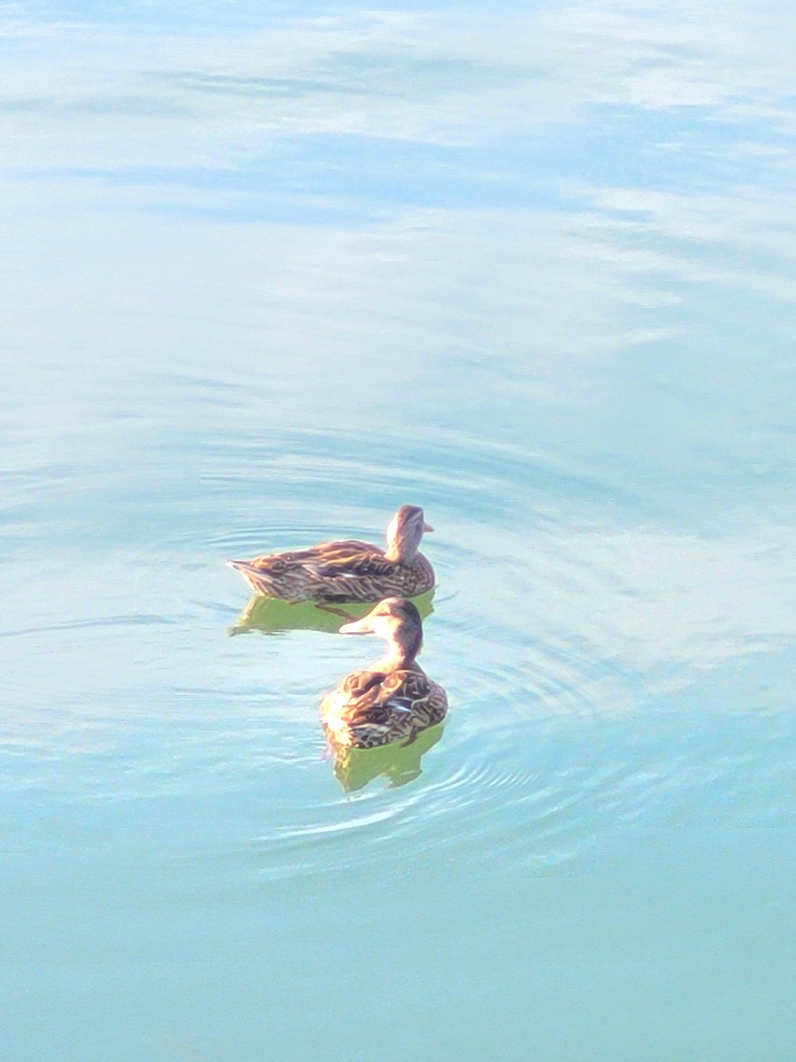 Mallard x American Black Duck (hybrid) - ML641939473