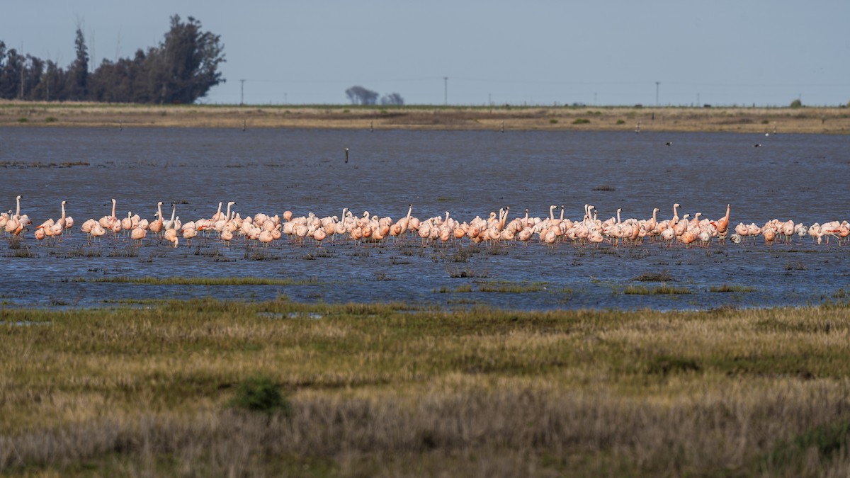 Chilean Flamingo - ML641939476