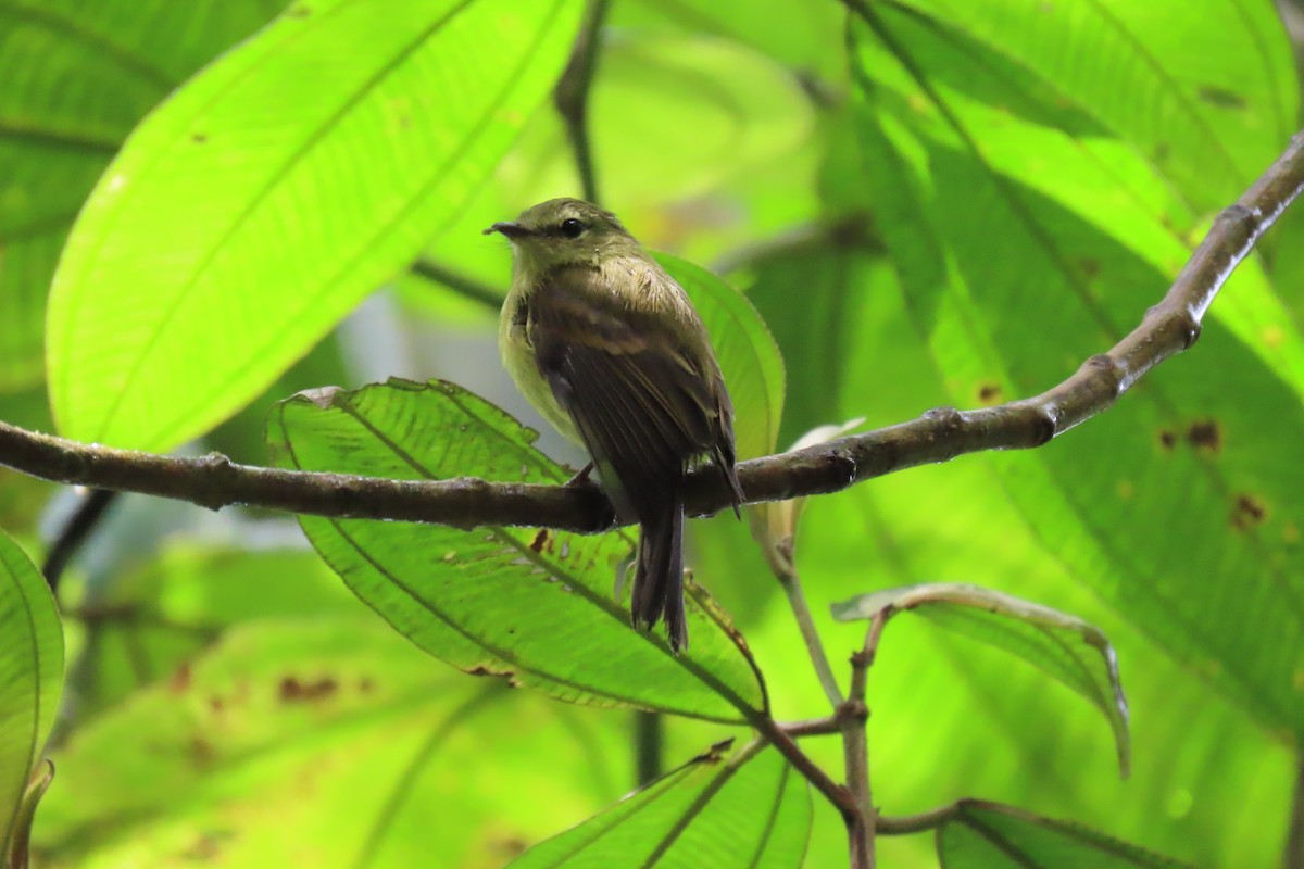 Flavescent Flycatcher - ML641939490