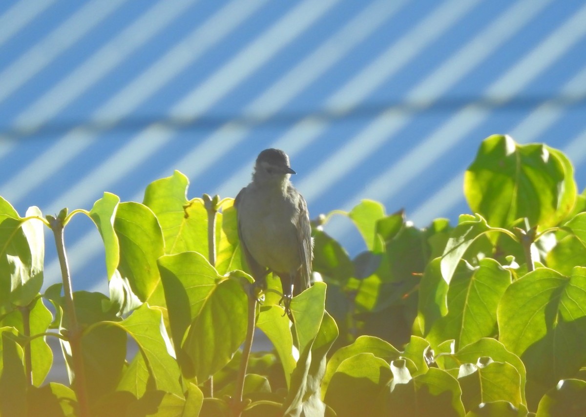 Gray Catbird - ML641939492