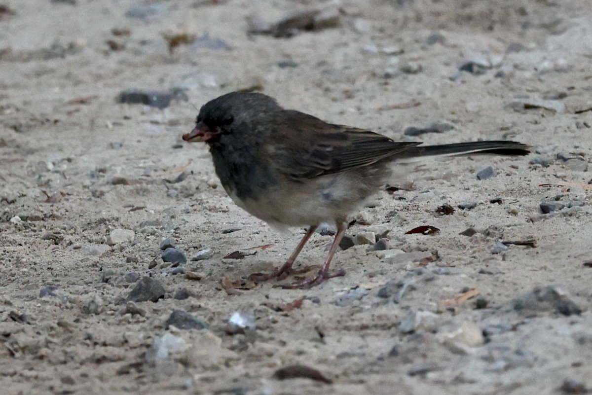 Dark-eyed Junco - ML641939498