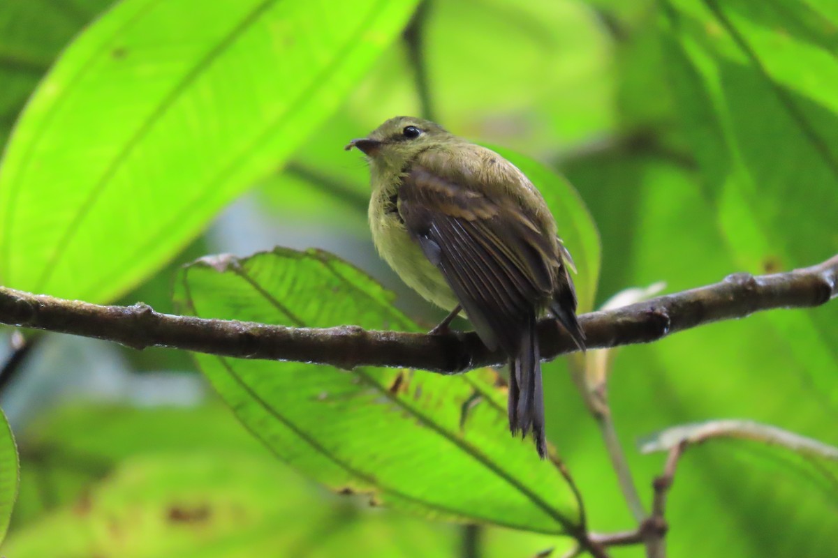 Flavescent Flycatcher - ML641939499