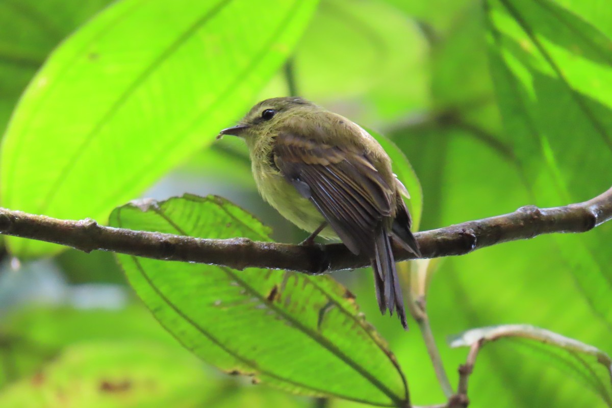 Flavescent Flycatcher - ML641939504