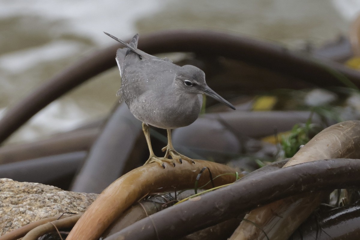 Wandering Tattler - ML641939520