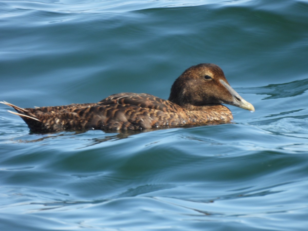 Common Eider - ML641939530