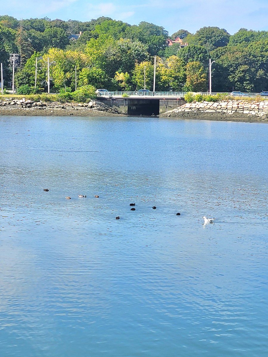 American Black Duck - ML641939539