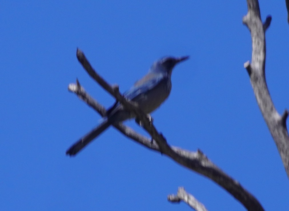 Woodhouse's Scrub-Jay - ML641939554