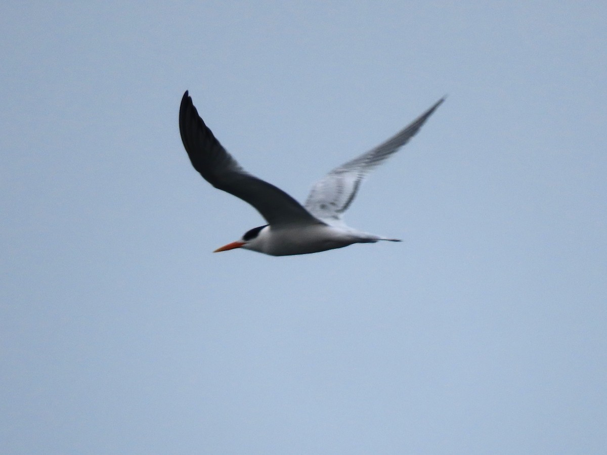 Elegant Tern - ML641939556