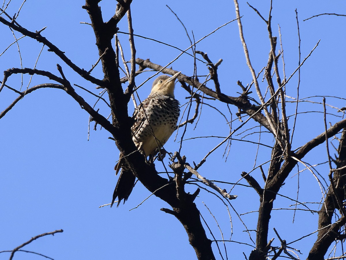Chilean Flicker - ML641939557