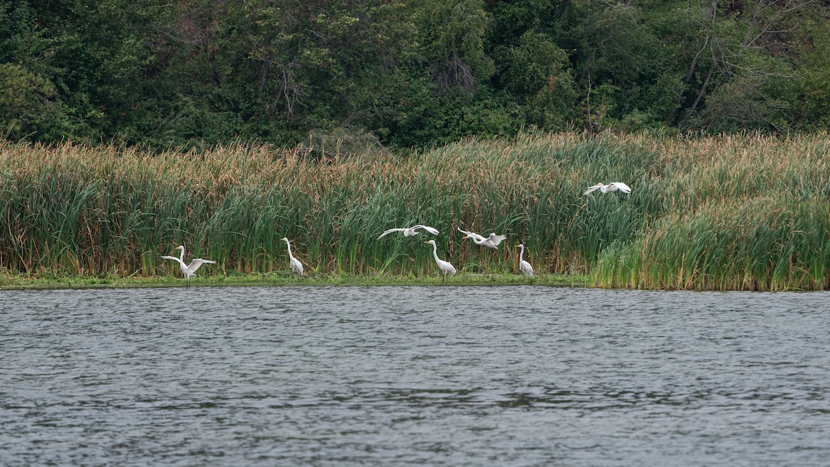 Great Egret - ML641939560