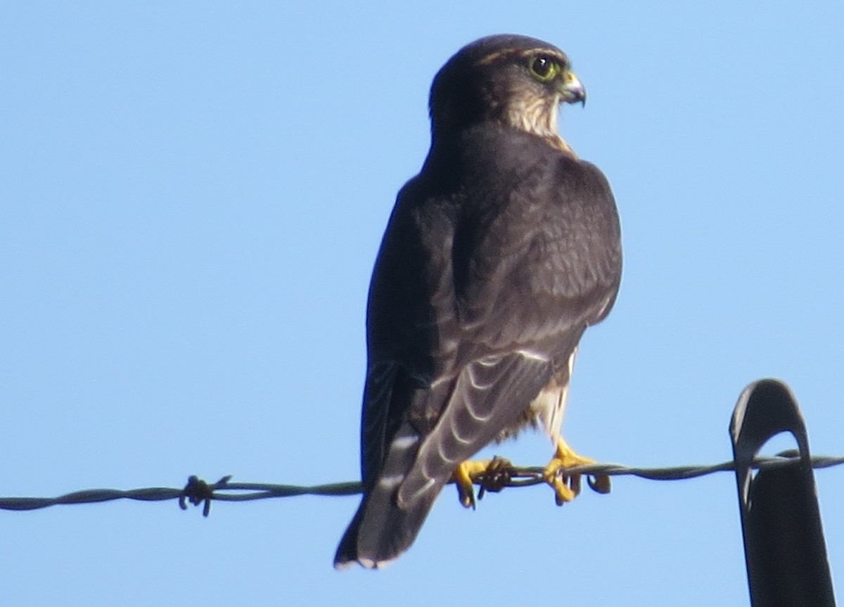 Merlin - ML641939562