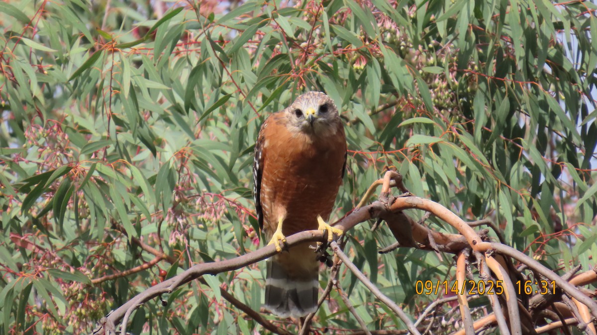 Red-shouldered Hawk - ML641939565