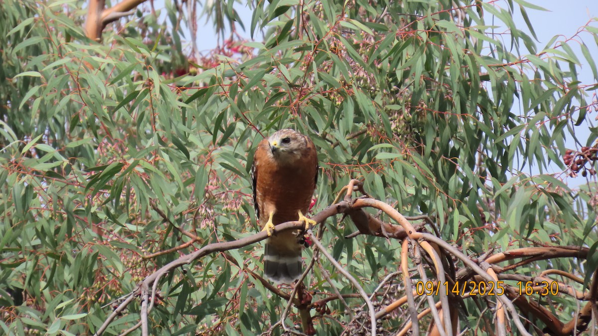 Red-shouldered Hawk - ML641939566