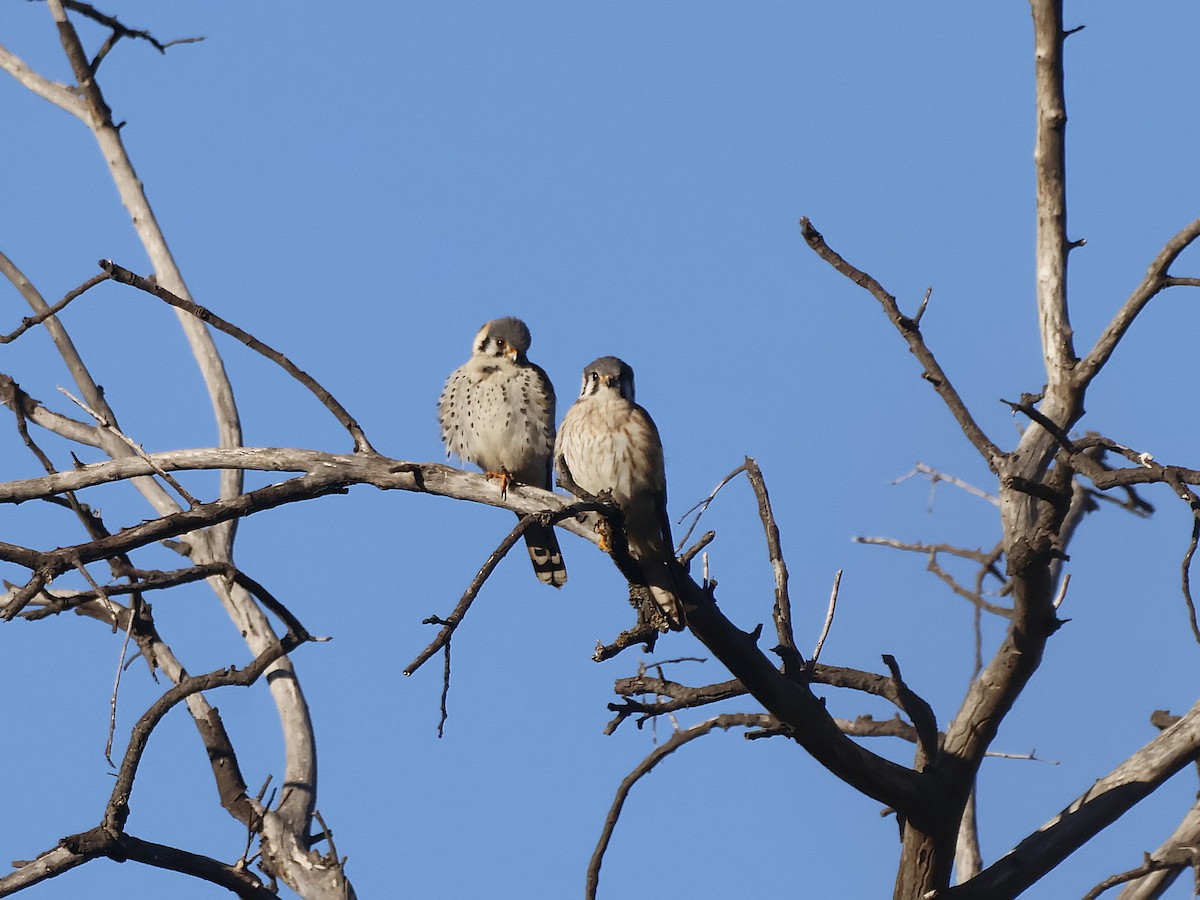 American Kestrel - ML641939567