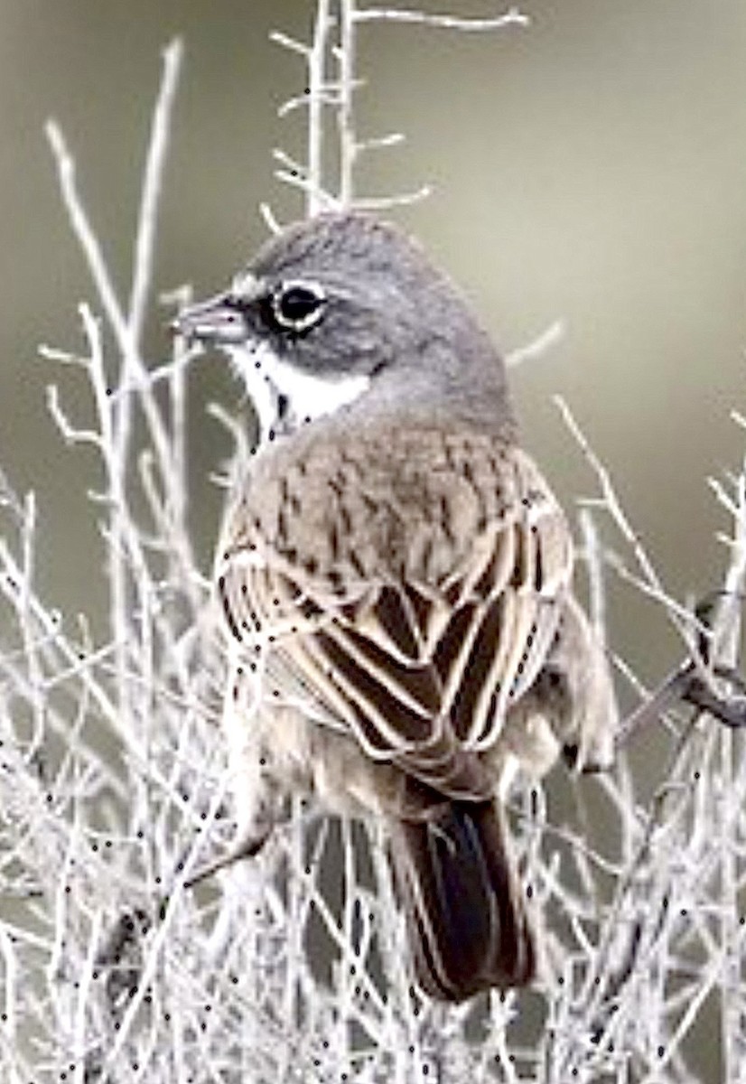 Sagebrush Sparrow - ML641939569